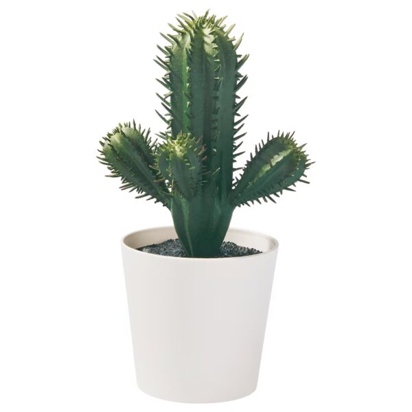 Cactus Variabel